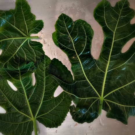 Blanched Fig Leaves